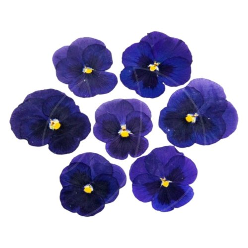 Виола обезвоженная "Полярная звезда" Плоская 20 шт 