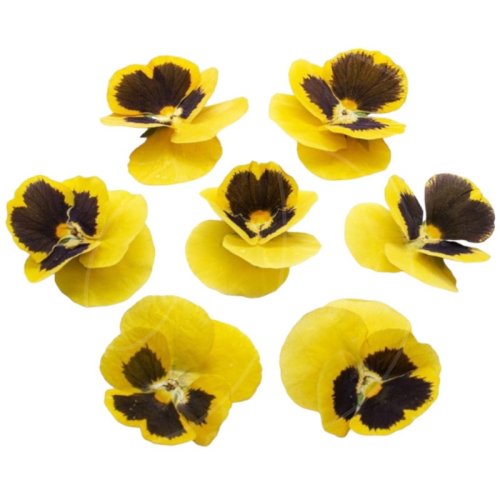 Виола обезвоженная "Жёлтый тигр" Объёмная 15 шт 